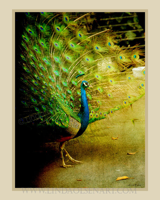 Peacock strut
