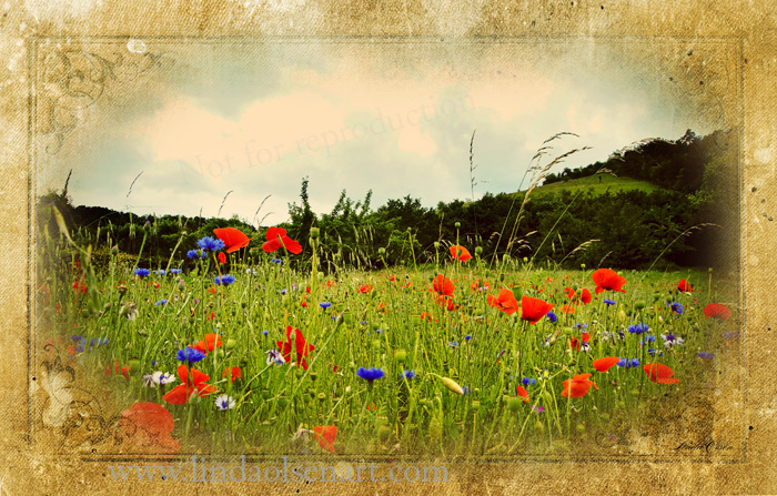 Monet's poppy field