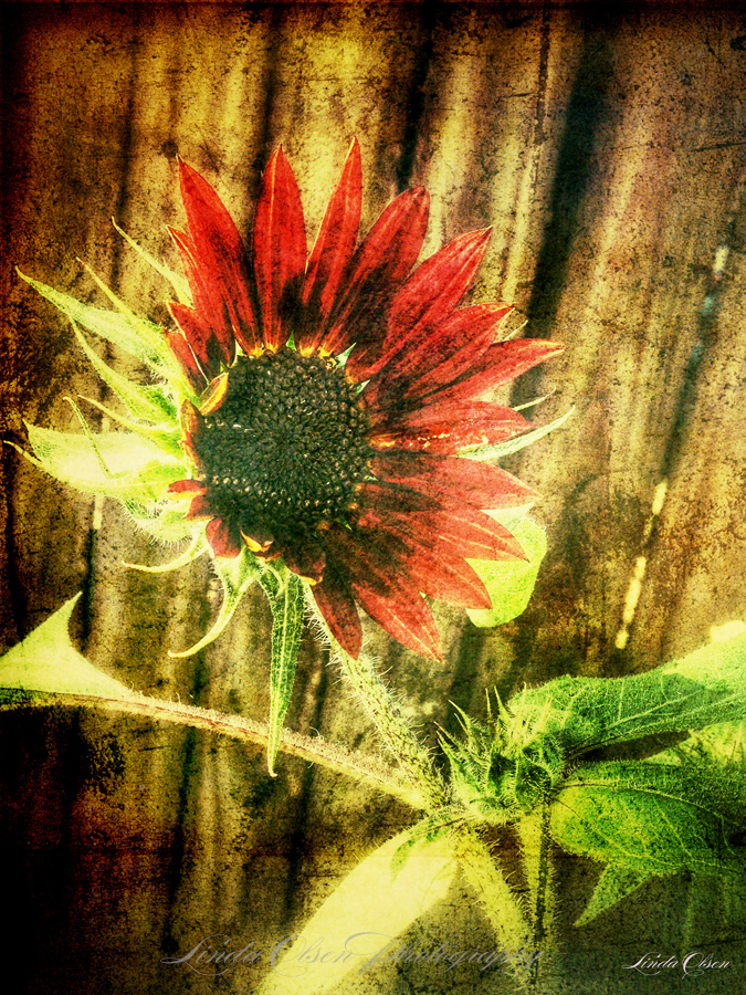 Autumn Harvest Sunflower